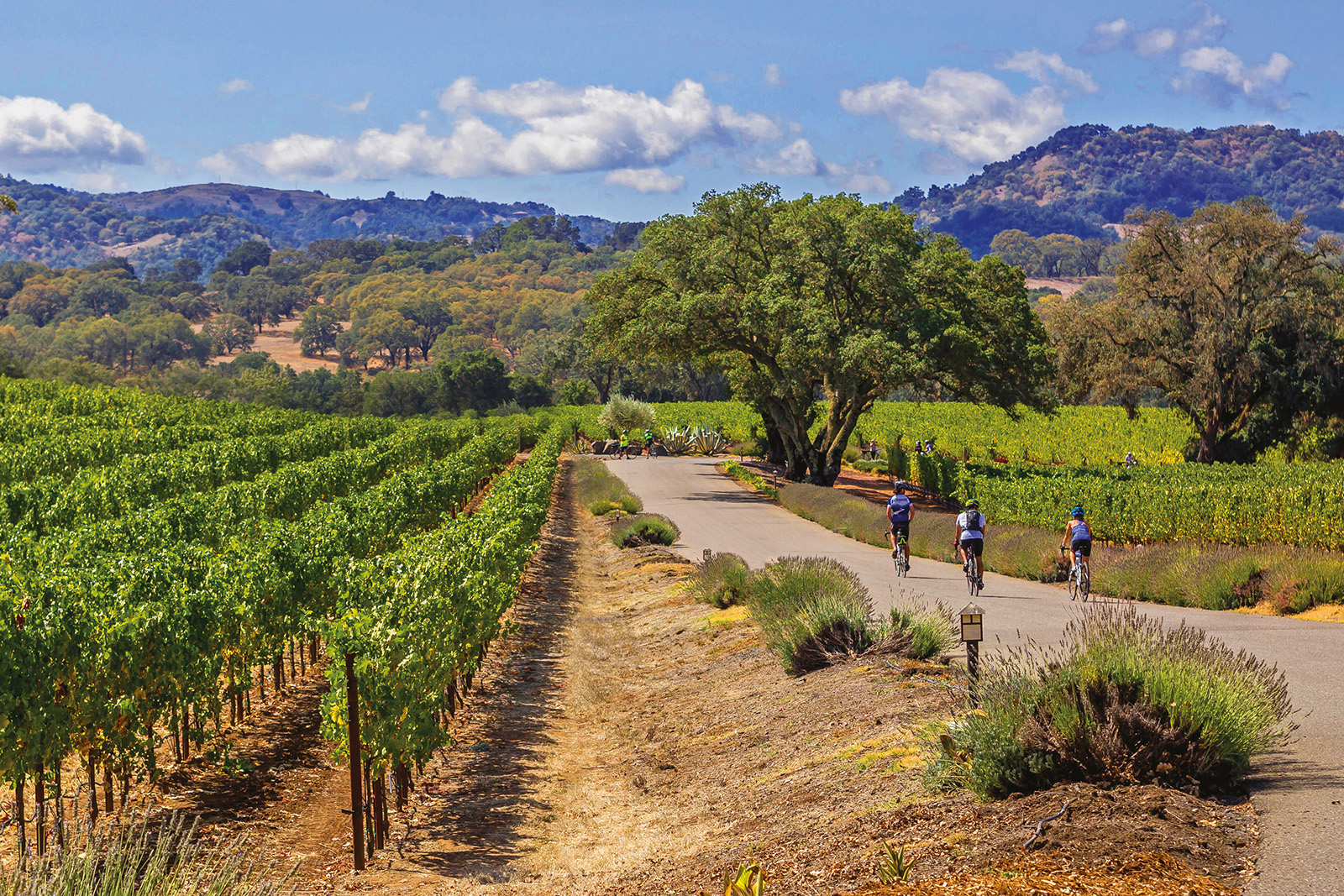 sonoma biking wine tours