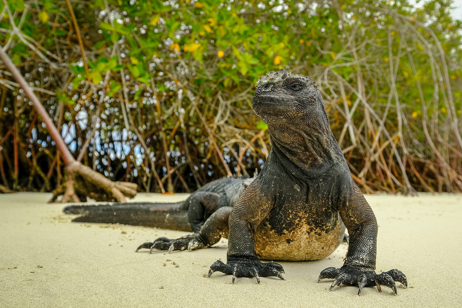 Galapagos & Andes Adult Family Adventure Tour | Backroads Active Travel