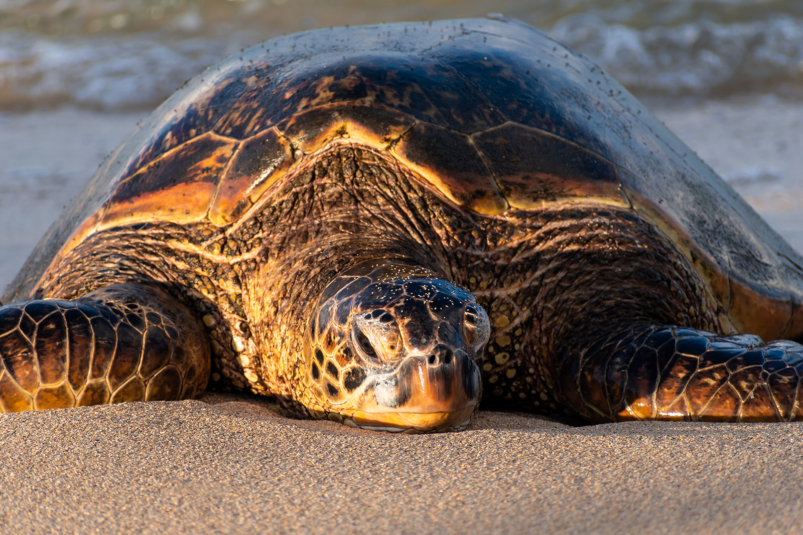 Hawaii Family Adventure Tour for Teens & Up: Bike, Hike, Kayak, Snorkel ...