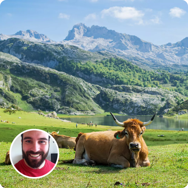 Cow laying down in a pasture