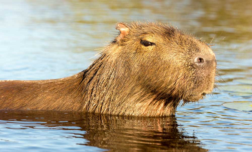 5 Fascinating Animals of South America | Backroads