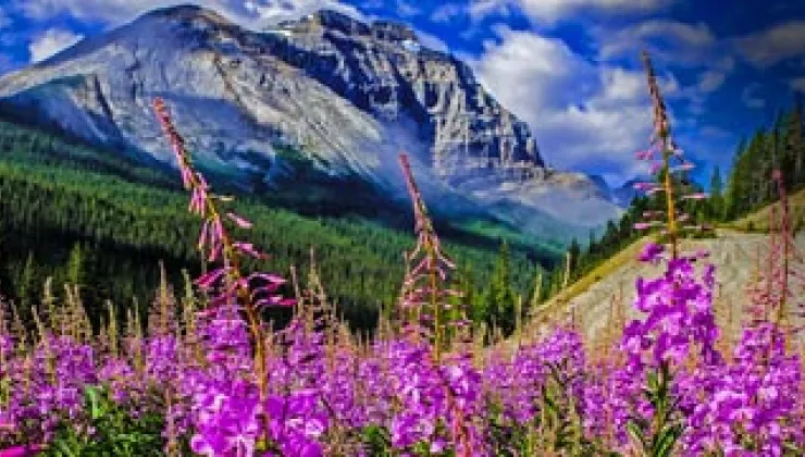 Flowers, trees and mountains in the Canadian Rockies