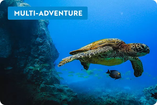 text: multi-adventure; image: sea turtle swimming