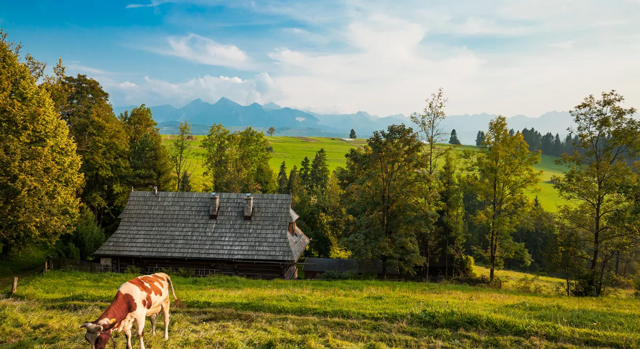 Europe cow old romanian traditonal hi-res stock photography and images -  Alamy