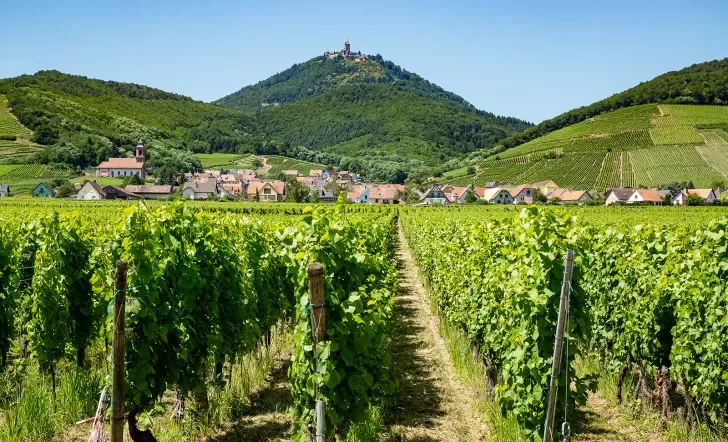 Vineyard with Mountain and Town View in Alsace