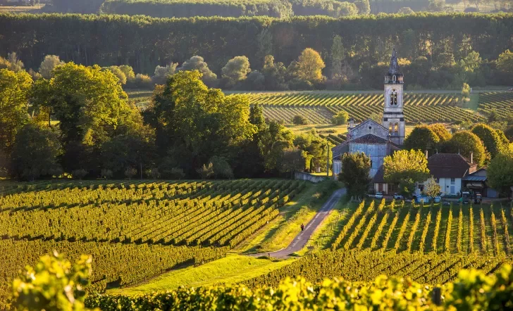 Landscape-Vineyard in South West of France-Sauternes-Loupiac