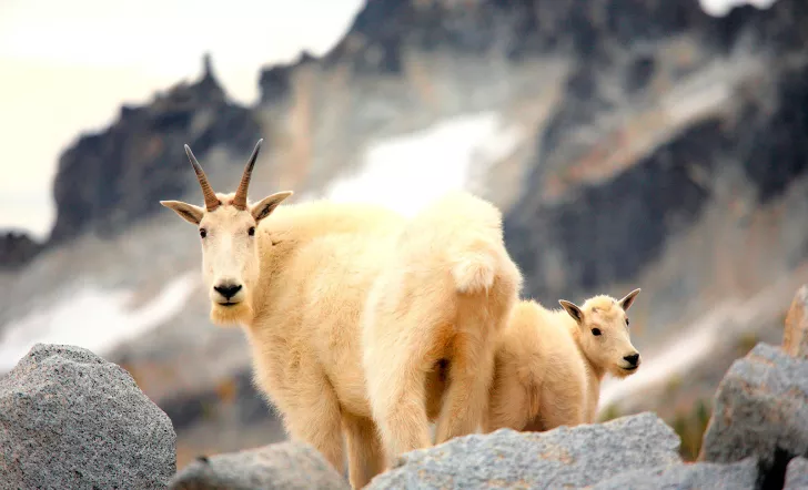 Close-up of Mountain Goats.