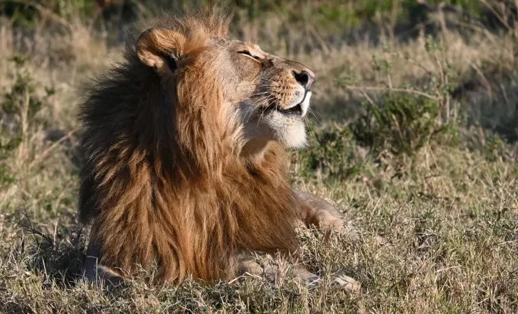 Lion in repose with face towards the sun