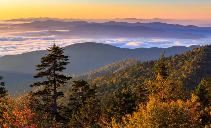 Wide shot of autumnal forest during colorful sunset.