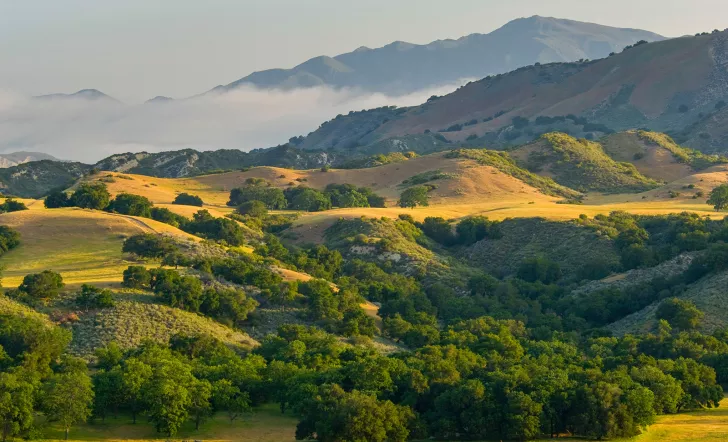 Wide shot of golden hills, dotted with greenery, fog.