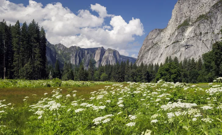 Wide shot of flowery meadow, mountains in background.