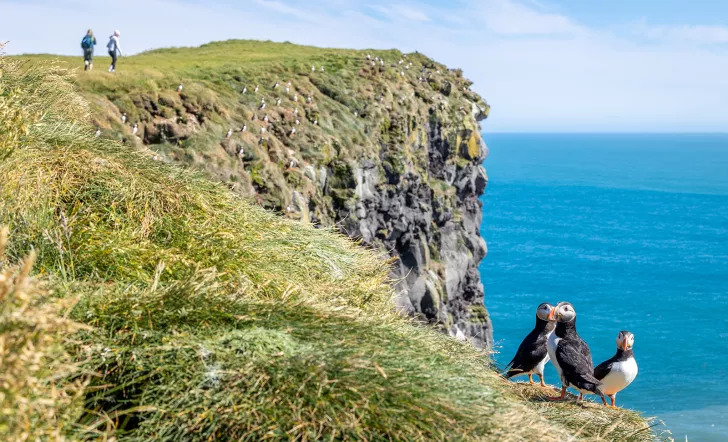 Three puffin birds standing on a grassy cliff, with two hikers in the distance