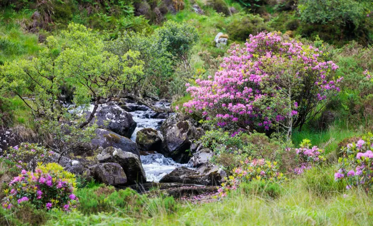 Small river surrounded by pink flowers and small trees