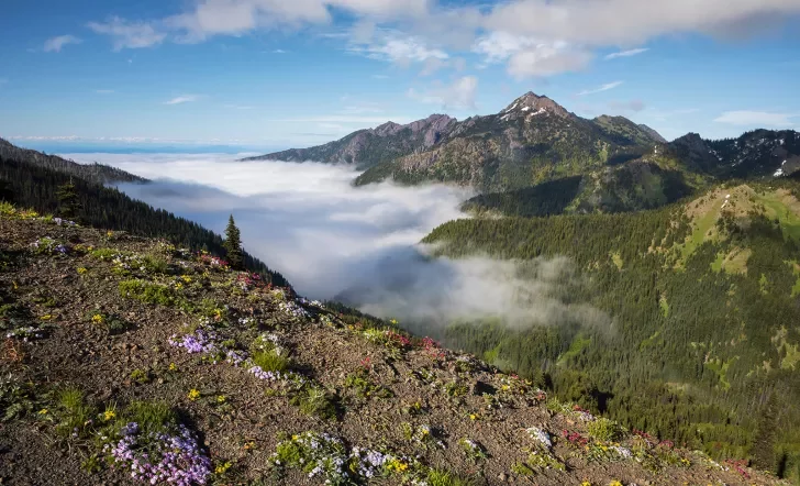 Patches of flowers and plants on a dirt cliff overlooking other mountains