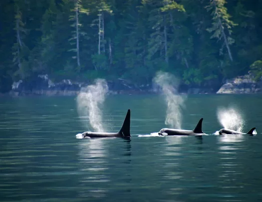 Pod of orcas in Alaska