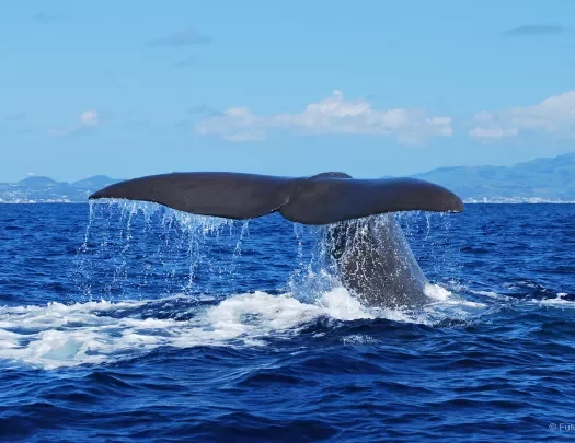 Whale tale flipping in ocean.