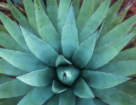 Blue-green agave cactus in Sedona, Arizona