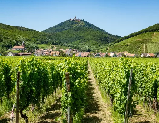 Vineyard with Mountain and Town View in Alsace