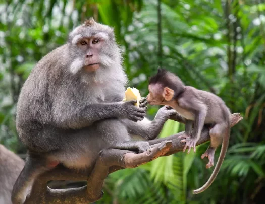 Shot of two brown monkeys, one eating fruit, other is baby.
