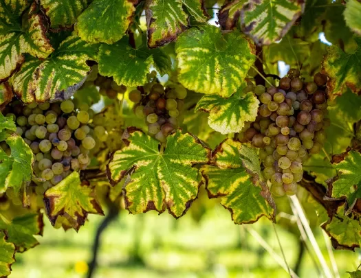 Close-up of white wine grapes. 