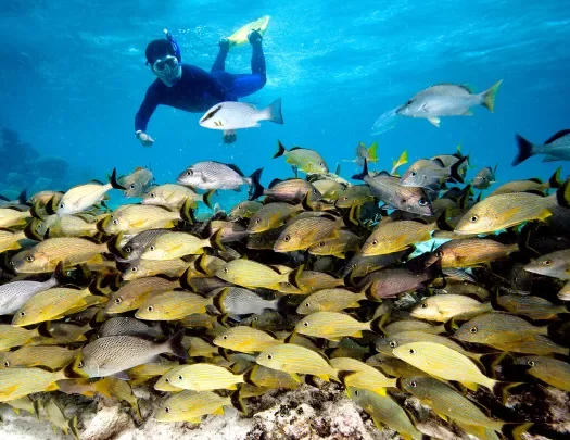Snorkeling with a School of Fish