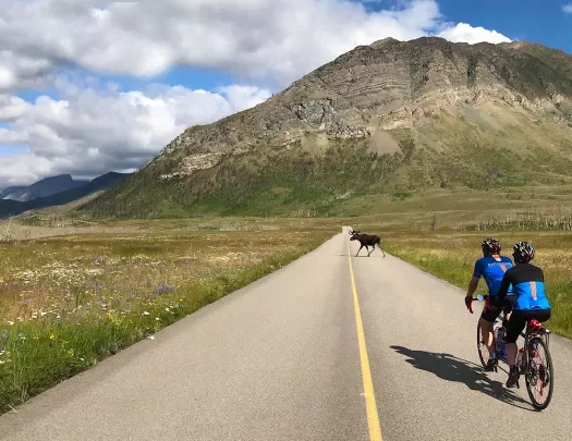 Backroads guests riding approaching a moose in distance