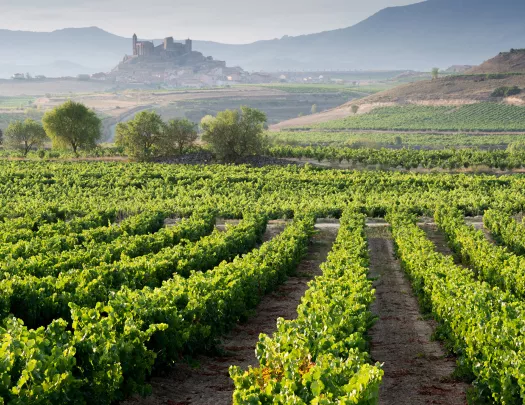 Vineyard and San Vicente de la Sonsierra as Background, La Rioja (Spain)