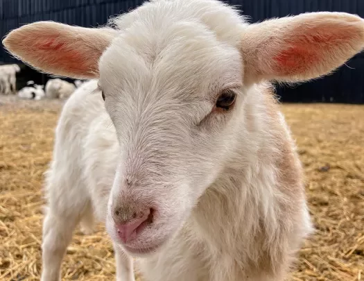 Close-up of white baby goat.
