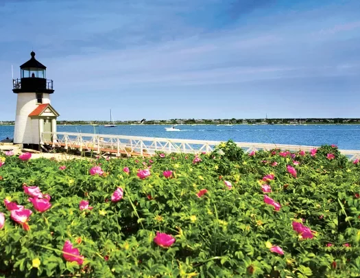 Wide shot of small lighthouse, pink flower bushes in foreground.