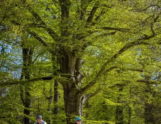 Guests biking under tree grove