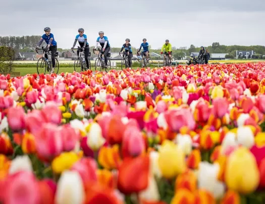 Guests biking towards camera + past tulip field