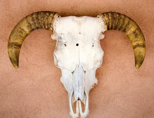 Mounted ram's skull