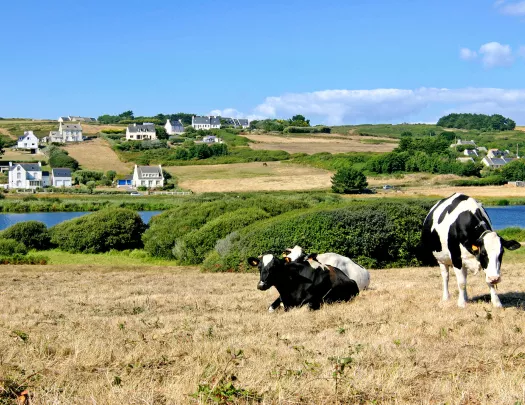 Cows lounging by a river