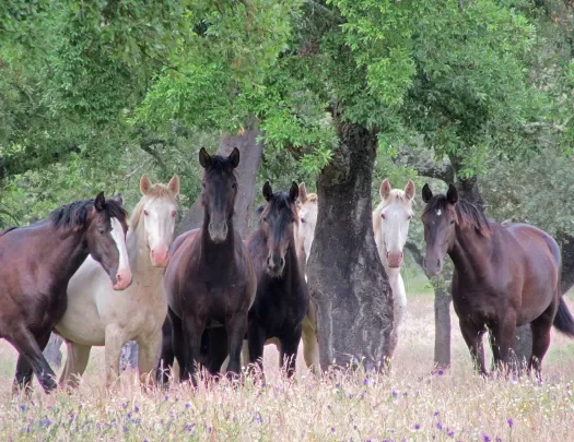 Pack of multi-colored horses in meadow under tree.