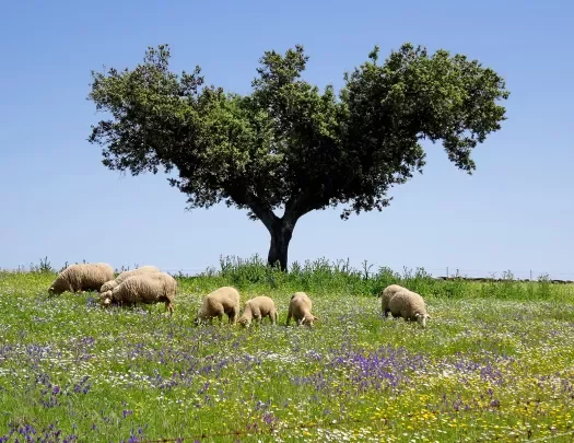 Sheep grazing in a field around a solo tree.
