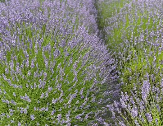 Close-up of lavender bushes.