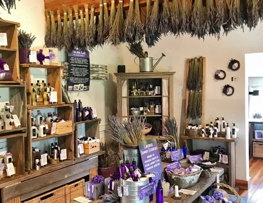 Shot of lavender shop.