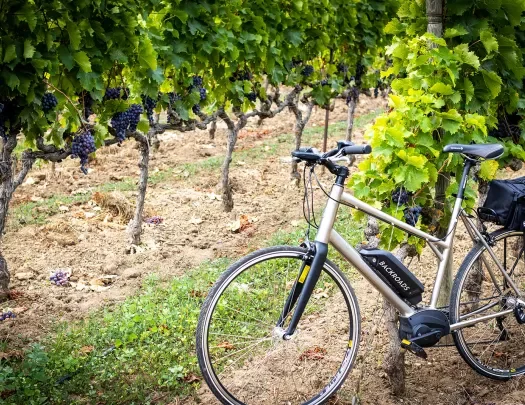 Backroads Bike with Grape Vines