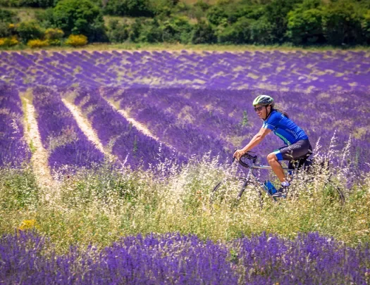 Guest cycling through lavender field.