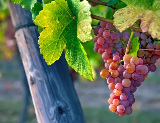 Grapes on a vine 