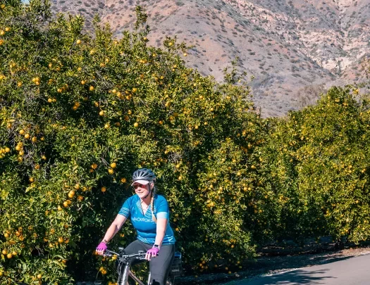 Guest cycling past orange trees, mountain behind her.