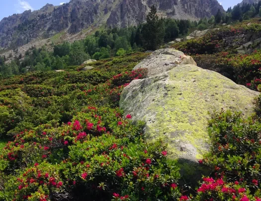 Hillside shot of red flower bushes, boulder, mountains in distance.