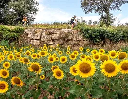 Biker riding past a field of sunflowers