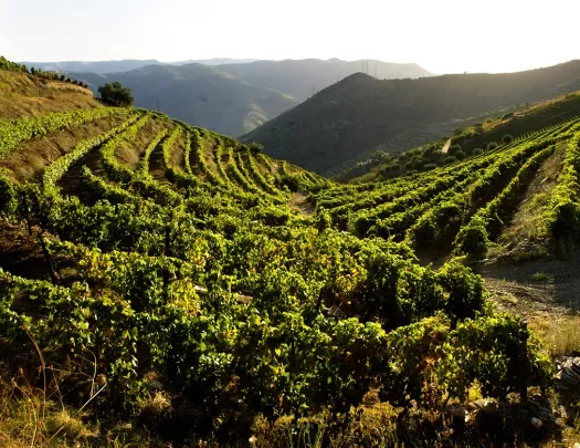 Wide shot of curved vineyard.