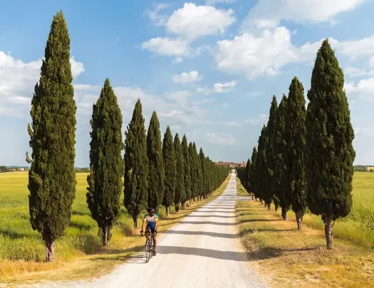 Guest cycling down lone, tree-lined road.