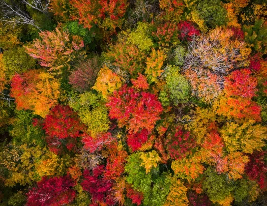 Overhead shot of autumnal, multicolored forest.