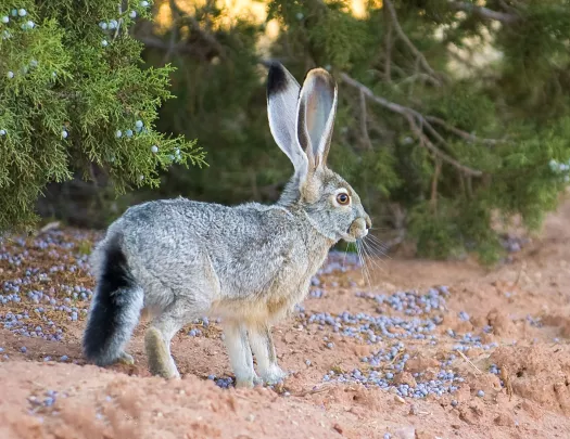 Alert Jack Rabbit