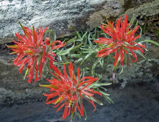 Close-up of Desert Paintbrush flower.