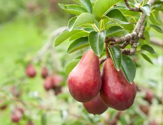 Close-up of red pear bushel. 