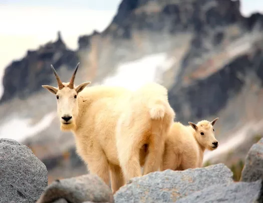 Close-up of Mountain Goats.